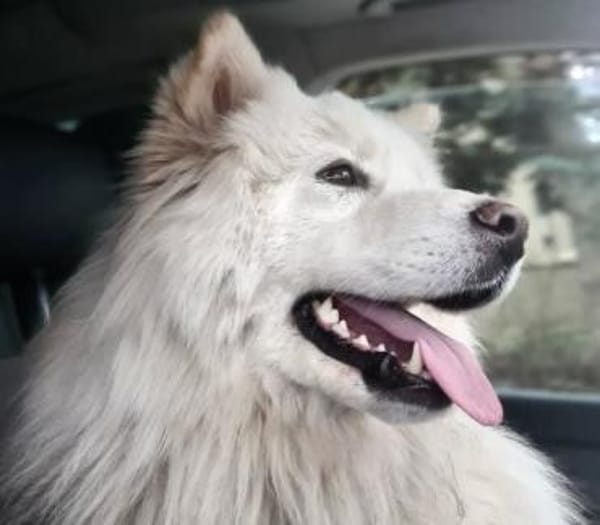 Über Tofu  mags eher ruhiger