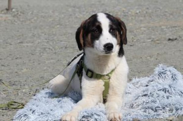 L'ours sucht sein Glück ...