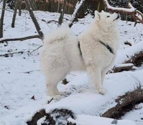 Über Ivy  ein Bilderbuch Samojede