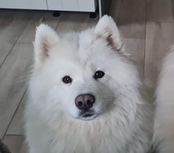 Über Ivy  ein Bilderbuch Samojede