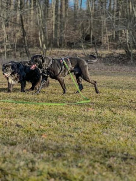 Zen  sensibler Herzensrüde