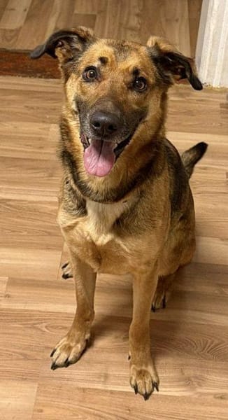 Dina, leinenführig, freundlich,neugierig