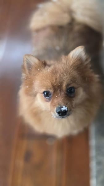 Nico SR  Kleiner Schatz sucht Liebe! 🐾