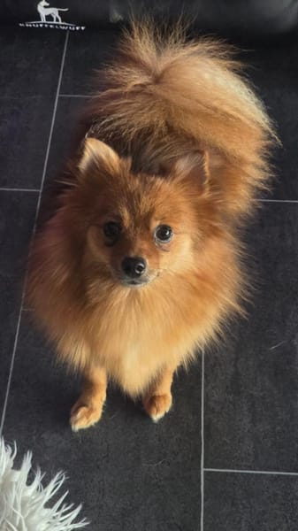 Nico SR  Kleiner Schatz sucht Liebe! 🐾