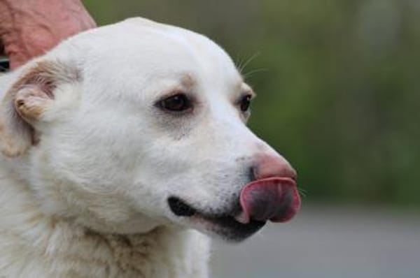 Siriu - zutraulich u. aufgeweckt