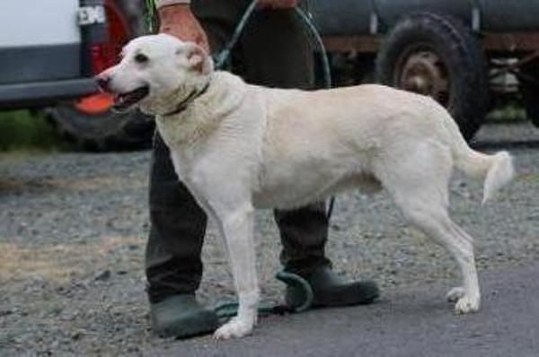 Siriu - zutraulich u. aufgeweckt