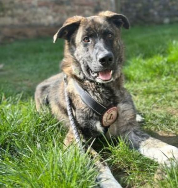 Zauberhafter Junghund Carlo