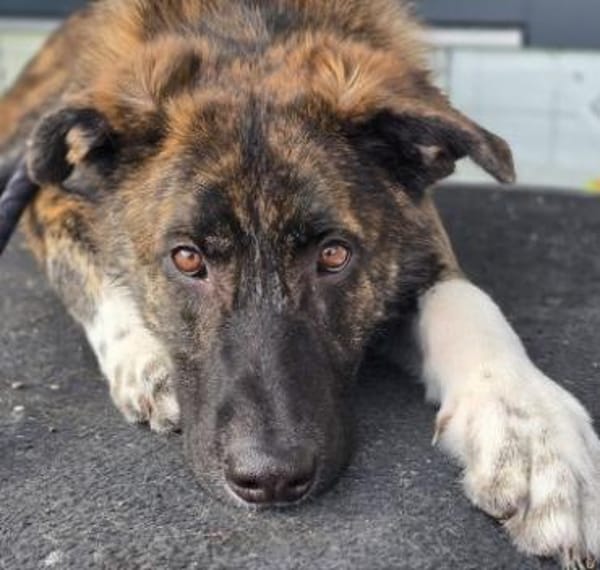 Zauberhafter Junghund Carlo