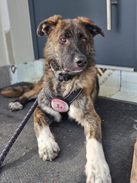 Zauberhafter Junghund Carlo