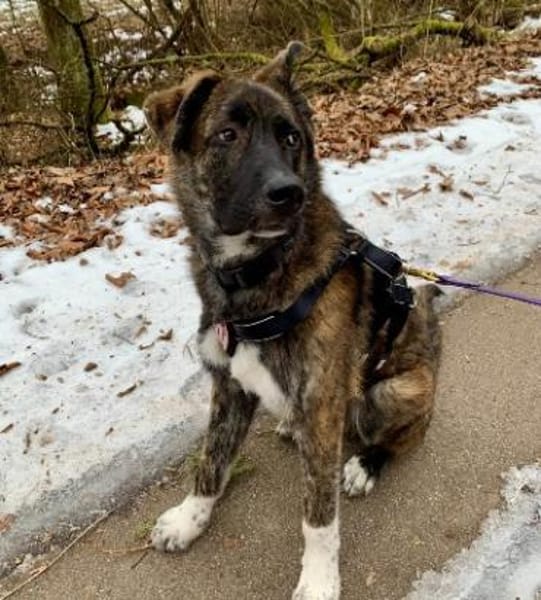 Zauberhafter Junghund Carlo