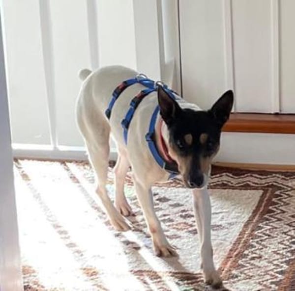 SOS! Bodega1 sucht Zuhause/Pflegestelle