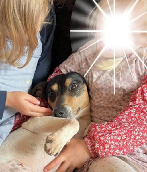 SOS! Bodega1 sucht Zuhause/Pflegestelle