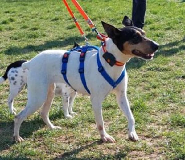 SOS! Bodega1 sucht Zuhause/Pflegestelle