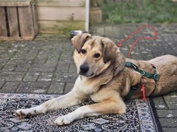 Perdita  auf PS in Leverkusen