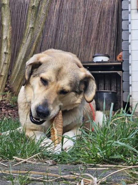 Perdita  auf PS in Leverkusen