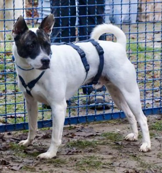 Mark, verschmust, liebevoll, lernwillig