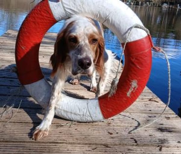 Setterjunge Giannios sucht Traumzuhause