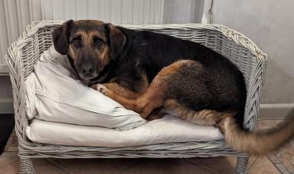 Nicole - Jackpot auf vier Pfoten