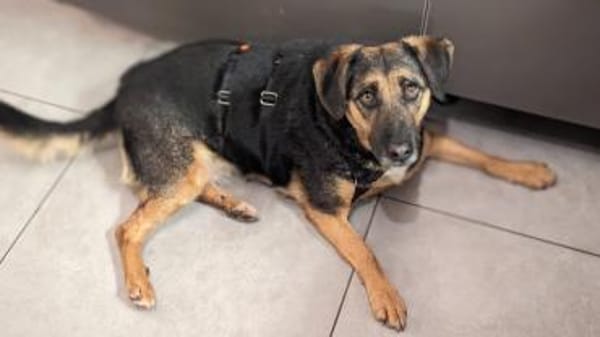 Nicole - Jackpot auf vier Pfoten