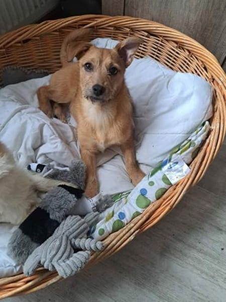 Terrierwelpe Vera 🍀