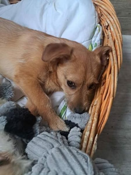 Terrierwelpe Vera 🍀