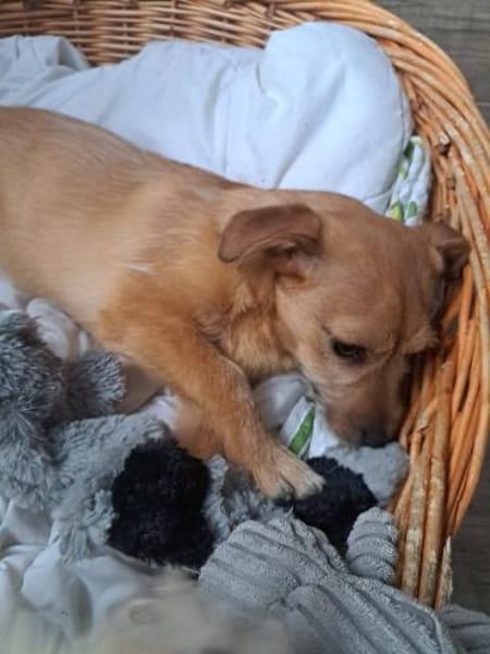 Terrierwelpe Vera 🍀