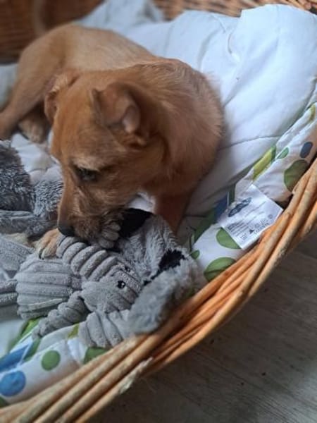 Terrierwelpe Vera 🍀