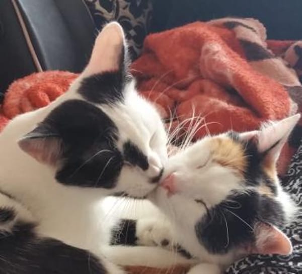 Katzen JEWEL+DIMA: Zuhause gesucht!!!