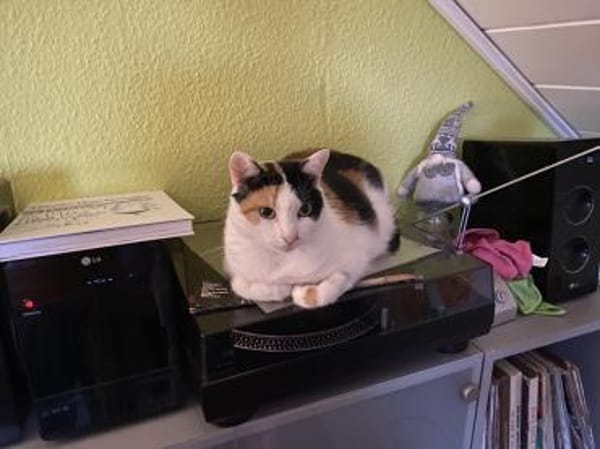 Katzen JEWEL+DIMA: Zuhause gesucht!!!