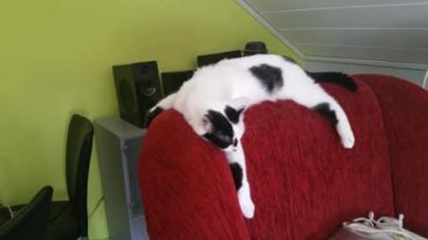 Katzen JEWEL+DIMA: Zuhause gesucht!!!