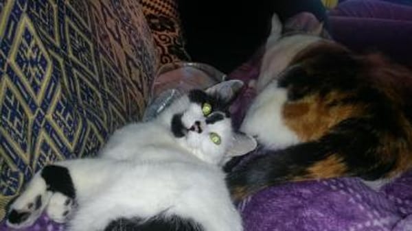 Katzen JEWEL+DIMA: Zuhause gesucht!!!