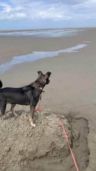 aktive Isi auf PS in 85301