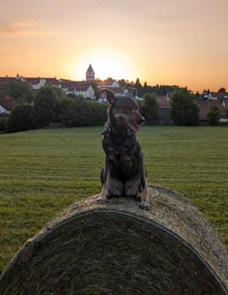 aktive Isi auf PS in 85301