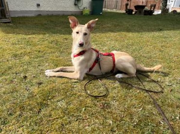 Hallöchen, ich bin der BARNEY