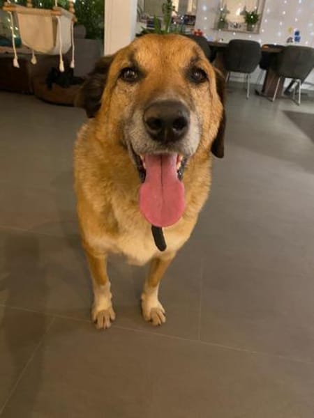 Senior Rico sucht ein Zuhause