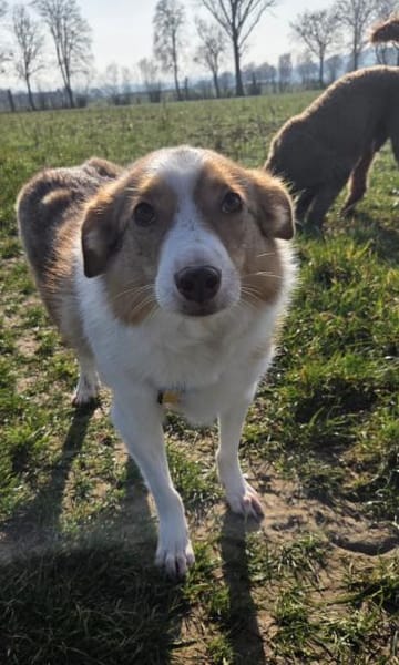 Hundedame Pinky❤sucht ruhiges Zuhause