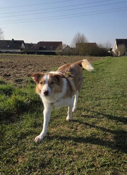 Hundedame Pinky❤sucht ruhiges Zuhause