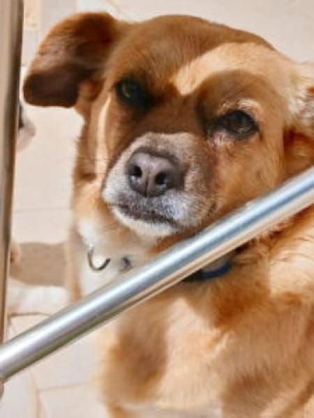 Kleine Dada sucht ein für immer Zuhause