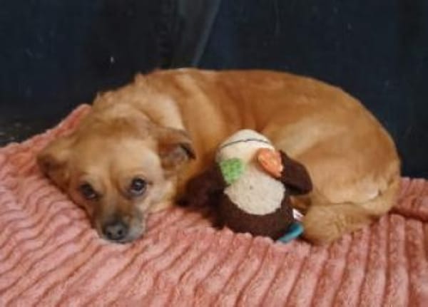 Kleine Dada sucht ein für immer Zuhause