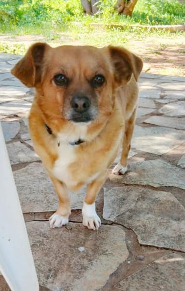 Kleine Dada sucht ein für immer Zuhause