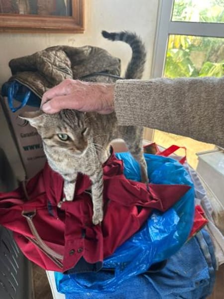 Meropi aus dem Tierschutz