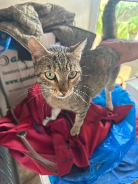 Meropi aus dem Tierschutz