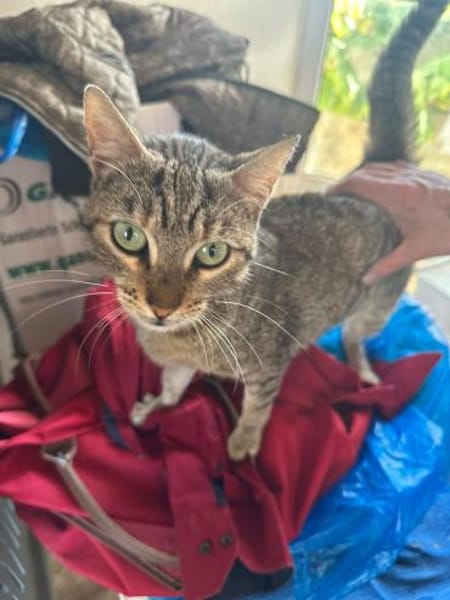 Meropi aus dem Tierschutz