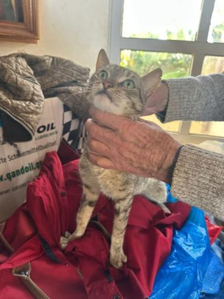 Meropi aus dem Tierschutz