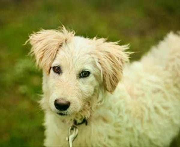 Giulin im Tierheim Lüdinghausen