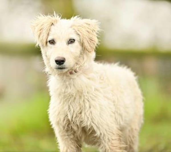 Giulin im Tierheim Lüdinghausen