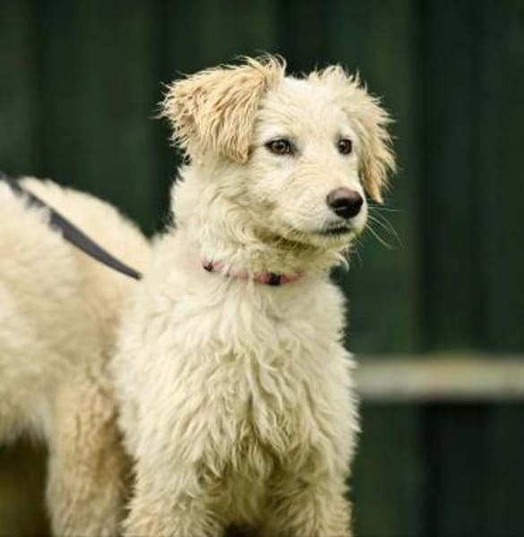 Giulin im Tierheim Lüdinghausen