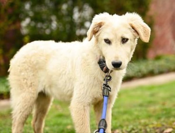 Giove im Tierheim Lüdinghausen