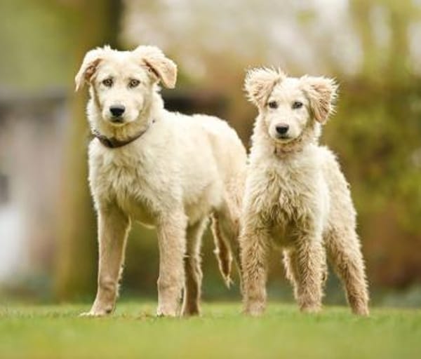 Giove im Tierheim Lüdinghausen