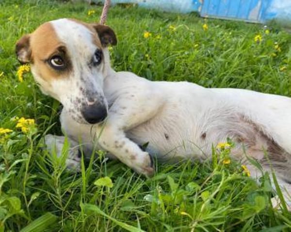 Linda wartet im Tierheim Schwandorf